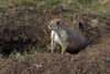 Devil's Tower, Wyoming, USA: Black-tailed Prairie Dog in hole - Cynomys ludovicianus - photo by C.Lovell