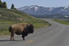 Yellowstone National Park, Wyoming, USA: stopping for wildlife can be a necessity where bull Bison have the right of way - road scene - photo by C.Lovell