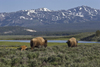 Yellowstone National Park, Wyoming, USA: bison cows with their spring calves walk along the banks of the Fairy River looking for good pasture - photo by C.Lovell