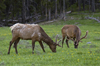 Yellowstone National Park, Wyoming, USA: two bull Elk graze peacefully in a pasture - Cervus canadensis - stags antlers are shed each year - photo by C.Lovell