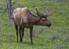 Yellowstone National Park, Wyoming, USA: a bull Elk grazes peacefully in a pasture - Cervus canadensis - wapiti - photo by C.Lovell