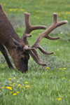 Yellowstone National Park, Wyoming, USA: a bull Elk grazes peacefully in a pasture - Cervus canadensis - close-up of head and antlers - photo by C.Lovell