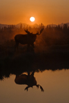 Yellowstone National Park, Wyoming, USA: a moose - on the bank of the Yellowstone River at sunrise - Alces alces - photo by C.Lovell