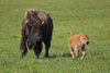 Yellowstone National Park, Wyoming, USA: a bison cow with her frolicking calf - Bison bison - American Buffalo - photo by C.Lovell