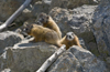 Yellowstone National Park, Wyoming, USA: Yellow Bellied Marmot - Marmota flaviventris - young amongst the rocks - photo by C.Lovell