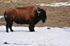 Thunder Basin National Grassland, Wyoming, USA: buffalo in the snow - Bison bison - Wyoming uses a bison in its state flag - photo by M.Torres