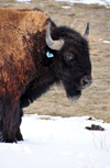 Thunder Basin National Grassland, Wyoming, USA: buffalo head - livestock - photo by M.Torres