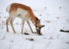 Thunder Basin National Grassland, Wyoming, USA: an antelope struggles to find edible vegetation in the snow covered soil - photo by M.Torres