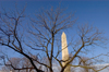 Washington, D.C., USA: bare tree on National Mall and the Washington Monument, honoring the commander of the Continental Army - photo by C.Lovell