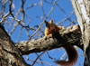 Denver, Colorado, USA: squirrel on a tree branch - Bannock St. - photo by M.Torres