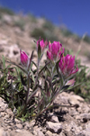 Rio Grande National Forest, Colorado, USA: Pink Paintbrush grows at 12,000 ft - Colorado Rockies - photo by C.Lovell