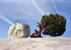 Yosemite National Park (California): between a rock and a hard place - photo by J.Kaman