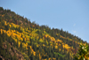 Roosevelt National Forest - Poudre Canyon, Larimer County, Colorado, USA: forest with Fall foliage above CO 14 road - Poudre Canyon Hwy - photo by M.Torres