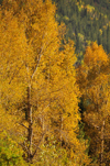 Roosevelt National Forest - Poudre Canyon, Larimer County, Colorado, USA: trees in Autumn colours - CO 14 road - Poudre Canyon Hwy - photo by M.Torres