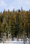 Arapaho National Forest, Colorado, USA: tall trees along US 6 highway - winter scene - photo by M.Torres