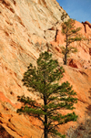 Colorado Springs, El Paso County, Colorado, USA: Garden of the Gods - pinetrees grow on the rock - photo by M.Torres