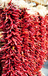 Santa F, New Mexico, USA: ristras - dried red chili peppers pods are offered for sale in long strings - hanging strands - clusters - photo by M.Torres