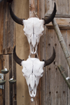 Santa F, New Mexico, USA: cattle skulls for sale at the Mercado Trading Post - the cow skull is an icon of the old west - rustic wall decoration - photo by C.Lovell