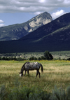 Pueblo de Taos, New Mexico, USA: Apaloosa horse grazes on the Indian Reservation land near the Pueblo - photo by C.Lovell