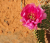 Canyonlands National Park, Utah, USA: pink cactus flower in Island in the Sky district - photo by M.Torres