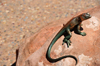 Arches National Park, Utah, USA: bronze lizard on a rock - sculpture of a Western collared lizard - photo by M.Torres