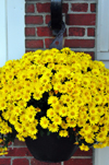 Portsmouth, New Hampshire, USA: vase with yellow flowers on Ceres St, Tugboat Alley - New England - photo by M.Torres