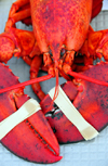 Five Islands, Georgetown Island, Maine, New England, USA: locally caught lobster, cooked and ready to eat - lobster pincers rubber banded together - Five Islands Lobster Co. - photo by M.Torres