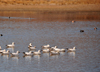 Bosque del Apache National Wildlife Refuge, Socorro County, New Mexico, USA: flock of Ross's Geese in the water - Chen rossii - wildfowl - photo by M.Torres