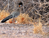 Bosque del Apache National Wildlife Refuge, Socorro County, New Mexico, USA: Greater Roadrunner - Geococcyx californianus - photo by M.Torres