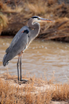 Bosque del Apache National Wildlife Refuge, Socorro County, New Mexico, USA: Great Blue Heron surveys the water for prey - Ardea herodias - photo by M.Torres