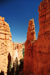 Bryce Canyon National Park, Utah, USA: Sunset Point - narrow passage with trees between rock fins - photo by M.Torres