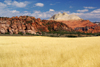Zion National Park, Utah, USA: golden field along Kolob Terrace Road - photo by A.Ferrari