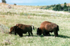 Theodore Roosevelt National Park (North Dakota): bison on the open range - photo by G.Frysinger