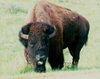 Theodore Roosevelt National Park, North Dakota, USA: bison - a good face - photo by G.Frysinger