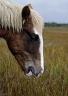Assateague Island, Maryland, USA: wild pony close up - pasture - photo by C.Lovell