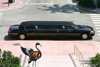 Miami (Florida): flamingo and limo - South Beach (photo by Charlie Blam)