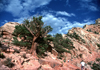 USA - Grand Canyon (Arizona): Tree, Rocks, Sky, and hikers - Photo by G.Friedman