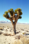 Death Valley (California): Joshua tree - Photo by G.Friedman