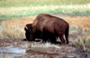 Yellowstone NP, Wyoming, USA: bison grazing - American Buffalo - Bison bison - photo by J.Fekete
