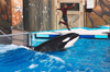 Orlando (Florida): Orca (Orcinus orca), also known as the Killer Whale - SeaWorld - Orange County (photo by Luca dal Bo)