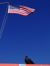 New York City: Stars Stripes and a pigeon - American flag and dove - photo by M.Bergsma