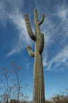 USA - Arizona - Sonoran Desert: saguaro cactus - Carnegia gigantea - flora of North America - Photo by K.Osborn