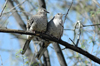 USA - Sonoran Desert (Arizona): lovebirds - Inca Doves on a tree - Columbina inca - birds - fauna - Photo by K.Osborn