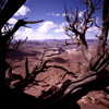 USA - Canyonlands National Park (Utah): dead tree and the Colorado Plateau - near Moab - photo by J.Fekete