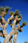 Death Valley National Park, California, USA: Joshua tree / Yucca palm, Yucca brevifolia - monocotyledonous tree is native to southwestern North America - evergreen, stiff and dagger-like leaves - photo by M.Torres
