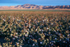 California: Cotton field - agriculture - photo by J.Fekete