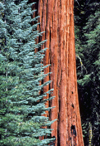 USA - California: Giant Sequoia tree - photo by J.Fekete