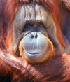 USA - San Diego (California): Orangutan face - smile for the camera - zoo - Pongo abelii - animal - Asian fauna - photo by J.Fekete