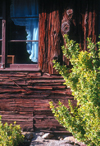 Pennsylvania, USA: detail of a log cabin with window and plant - photo by J.Fekete