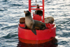 USA - Long Beach (California): sea lions on a signaling buoy (photo by C.Palacio)